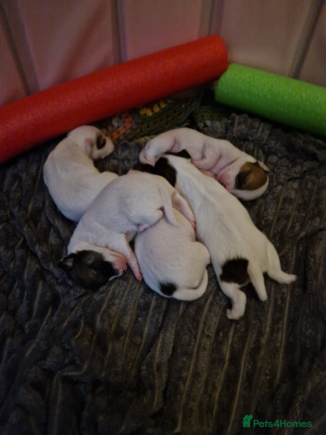 Mixed Breed dogs for sale: Jackchis - Advert 4