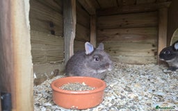 Netherland Dwarf rabbits for sale: Chocolate netherlands for sale - Image 1