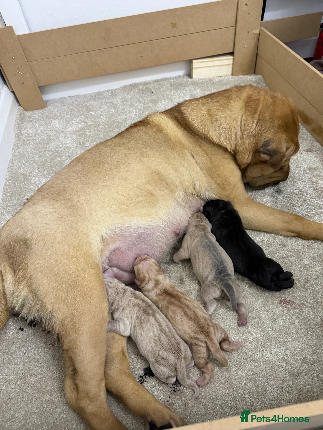 Shar Pei dogs for sale: Beautiful pure shar pei puppies - Advert 27