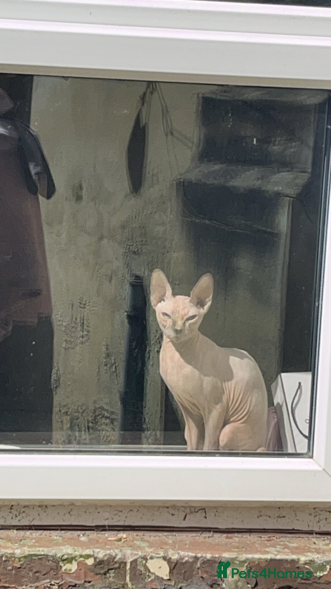 Sphynx cats for sale: 3yr old female Sphynx - Image 5