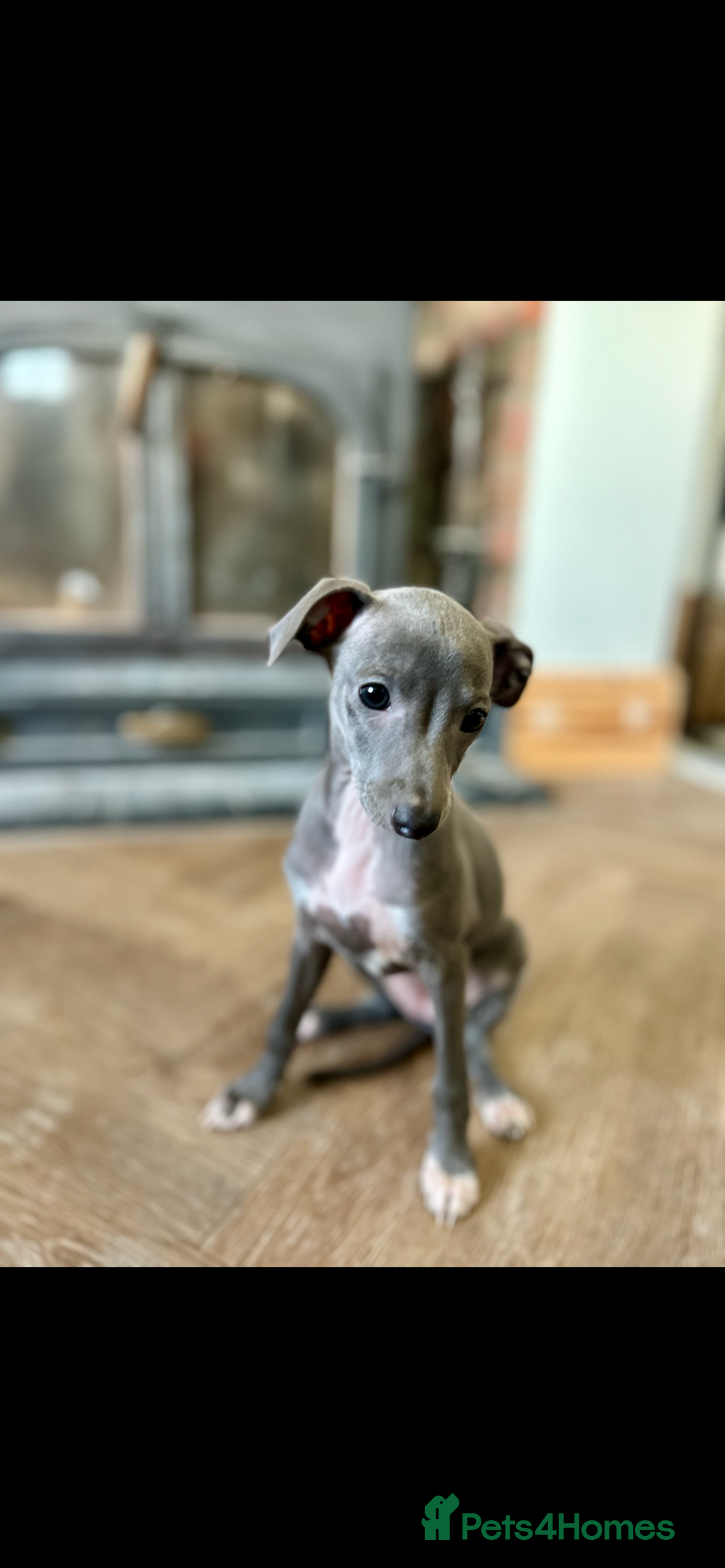 Italian Greyhound dogs for sale: KC REGISTERED ITALIAN GREYHOUND BITCH PUPPY - Advert 4