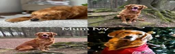 Golden Retriever dogs for sale: Adorable litter of 4 Golden Retriever puppies - Advert 2