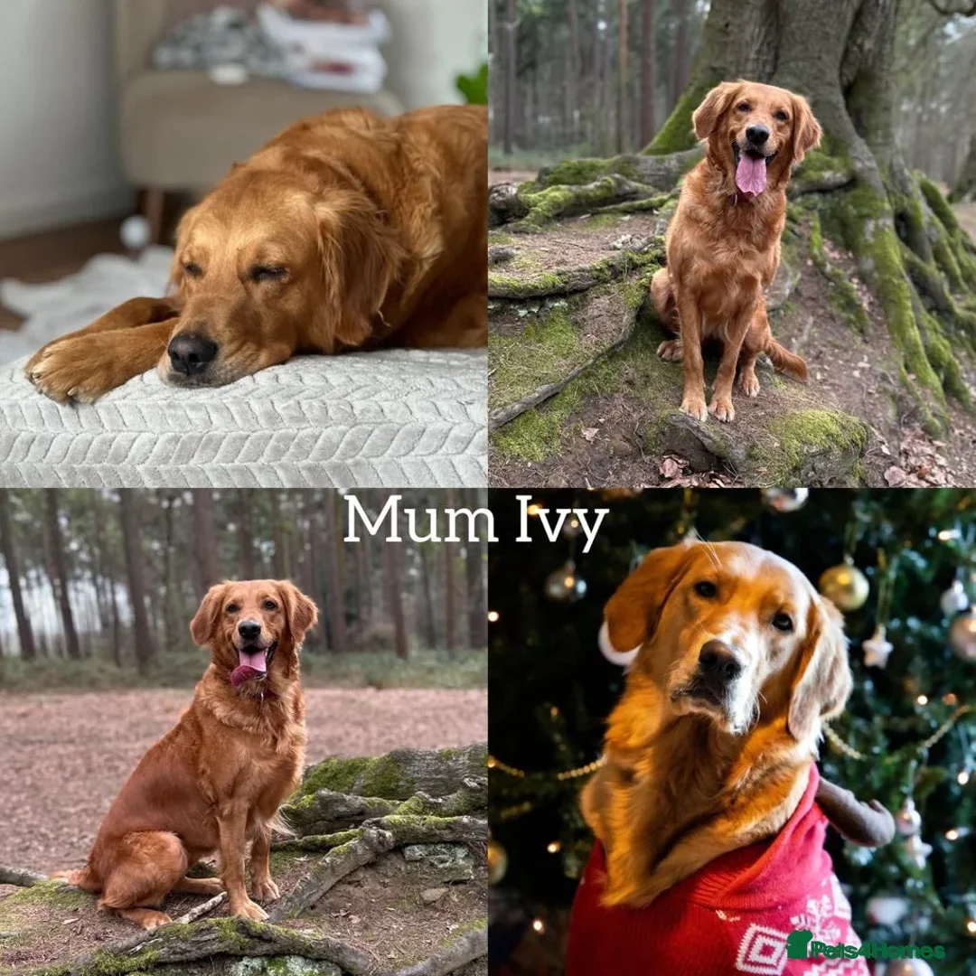 Golden Retriever dogs for sale: Adorable litter of 4 Golden Retriever puppies - Advert 2