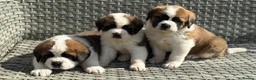 Saint Bernard dogs for sale: Stunning Chunky KC reg ST Bernard puppies for sale - Advert 8