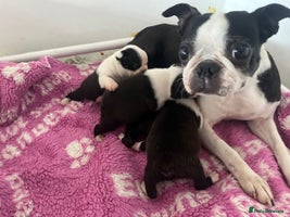 Boston Terrier dogs - Advert 2