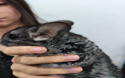 Chinchilla rodents for sale: 🐾Baby Female Chinchillas – Born 14th July 2025🐾 - Image 3