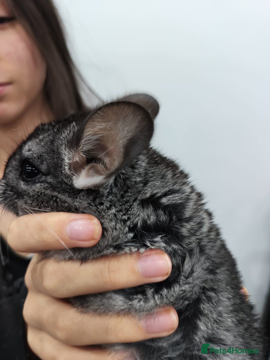 Chinchilla rodents for sale: 🐾Baby Female Chinchillas – Born 14th July 2025🐾 - Image 3