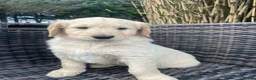 Goldendoodle dogs for sale: Stunning Goldendoodle Puppies - Advert 11