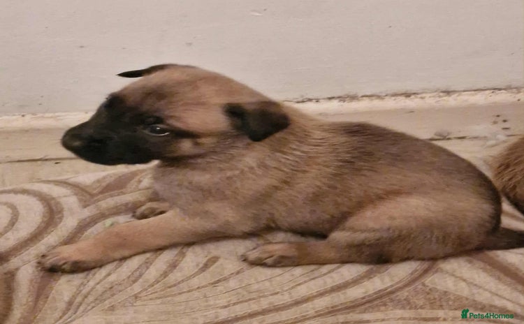 Belgian Shepherd Dog dogs - Advert 1