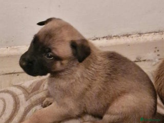 Belgian Shepherd Dog dogs - Advert 12