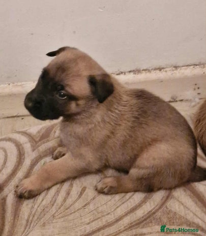 Belgian Shepherd Dog dogs - Advert 1