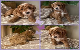 Cavapoo dogs for sale: Beautiful Cavapoo F1B  - Image 3
