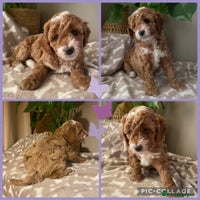 Cavapoo dogs - Advert 4