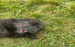 Pomapoo dogs for sale: Stunning pomapoo - Image 6