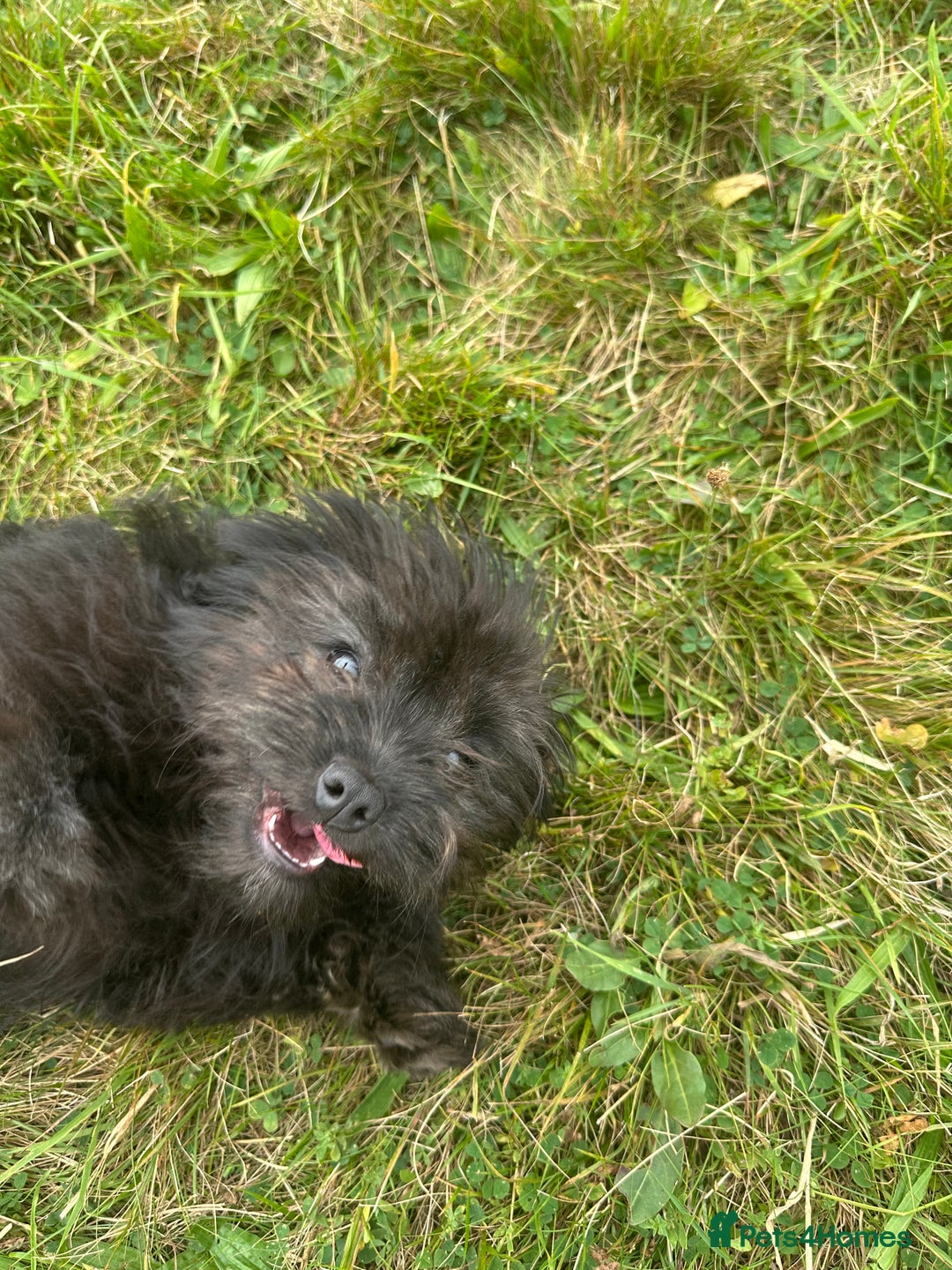 Pomapoo dogs for sale: Stunning pomapoo - Image 6
