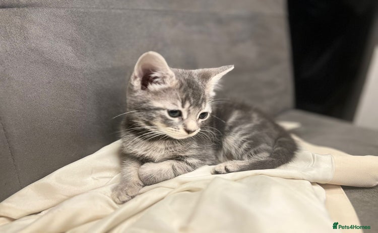 Mixed Breed cats - Advert 10