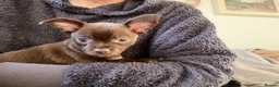 Chihuahua dogs for sale: Beautiful Chihuahua Pups - Last Puppy - Advert 7