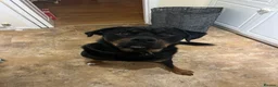 Mixed Breed dogs for sale: Joey  in Milton Keynes - Advert 2