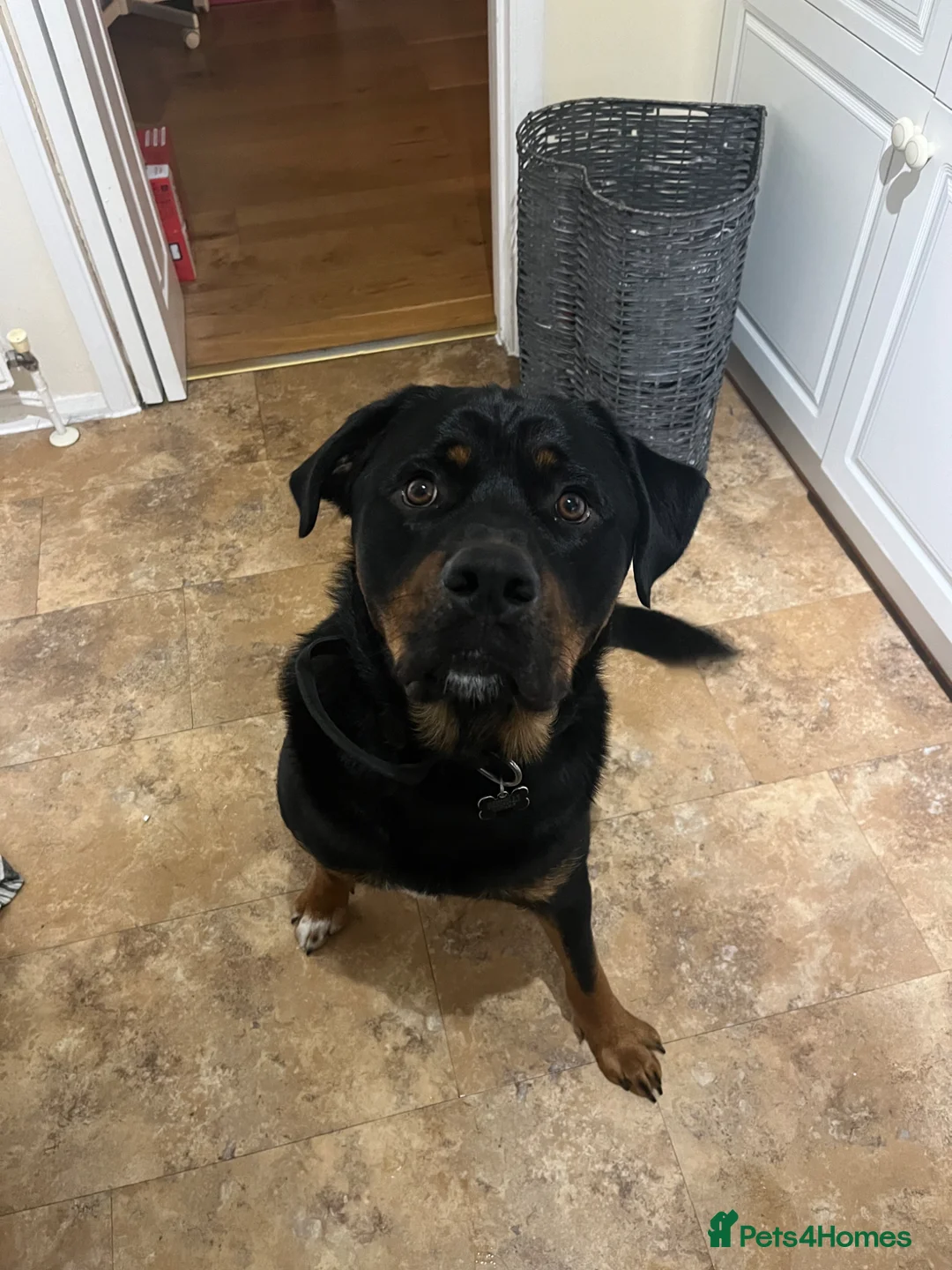 Mixed Breed dogs for sale: Joey  in Milton Keynes - Advert 2