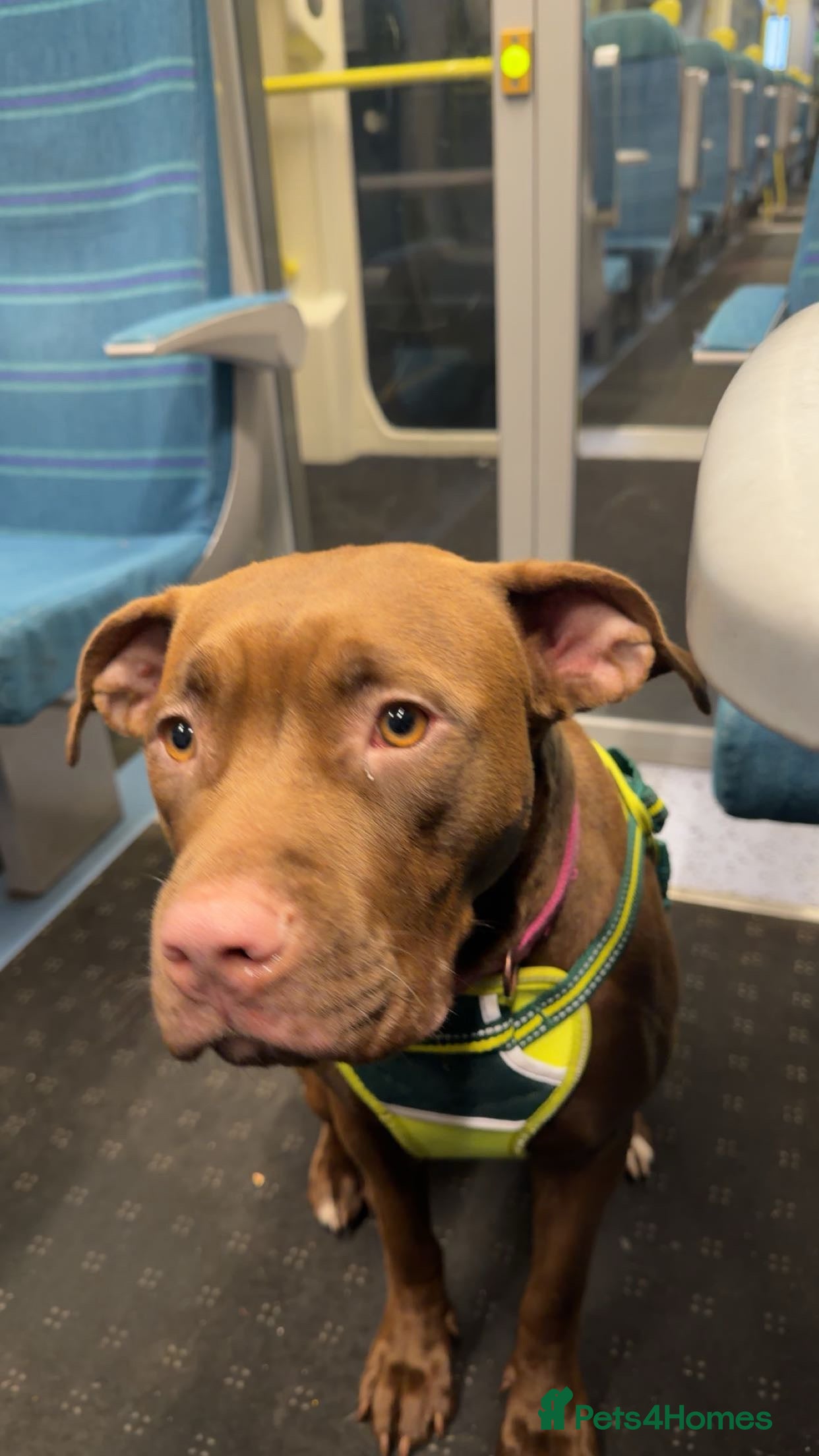 Mixed Breed dogs Free staff x lab. Please read.  - Advert 1