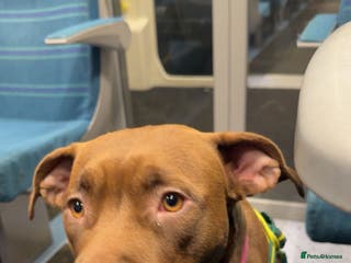 Mixed Breed dogs Free staff x lab. Please read. - Advert 1