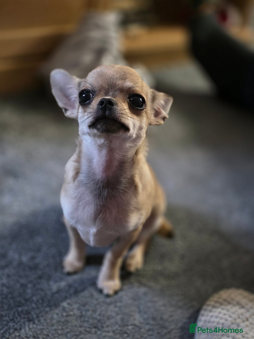 Chihuahua dogs for sale: 🌟 KC Registered 🌟 Smooth Sable Chiuahua 🐕 - Advert 6