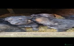 German Shepherd dogs for sale: German shepherd pups, HULL - Image 14