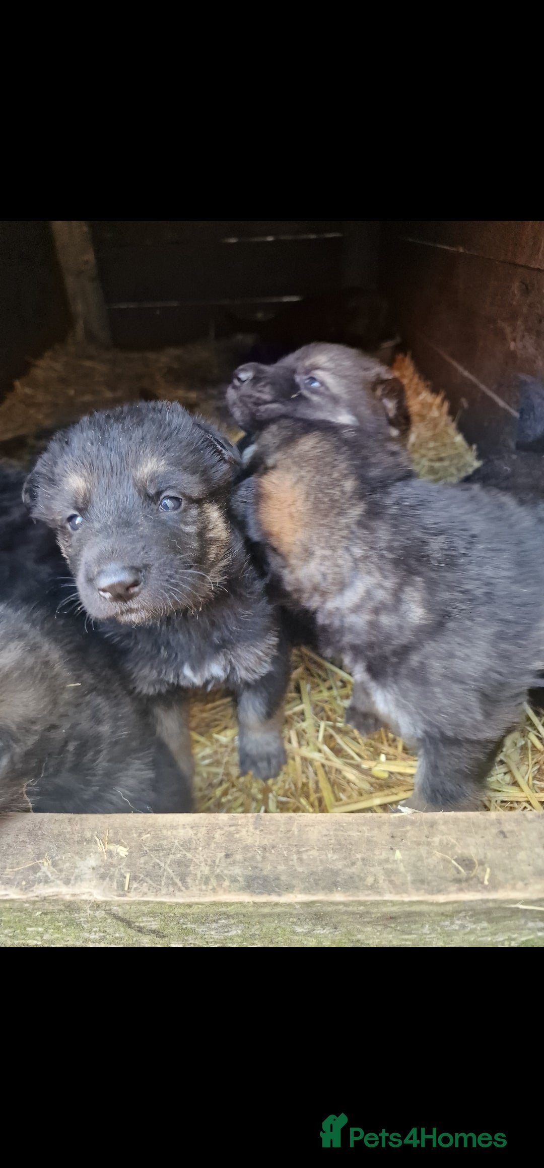 German Shepherd dogs for sale: German shepherd pups, HULL - Image 14