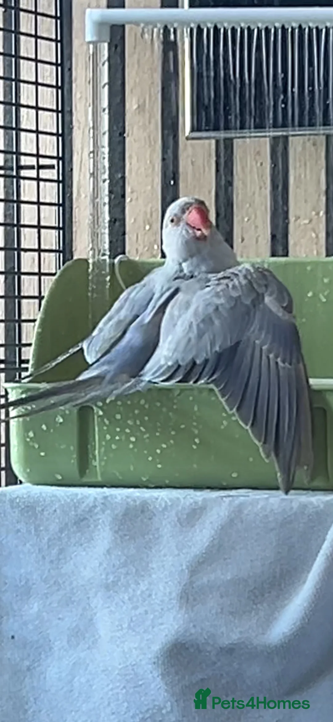 Ringnecks birds for sale: Violet baby Ringneck hand reared  in Southend-on-Sea - Advert 3