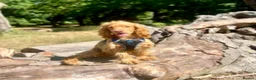 Cocker Spaniel dogs for stud: Health tested golden show cocker spaniel stud - Advert 3