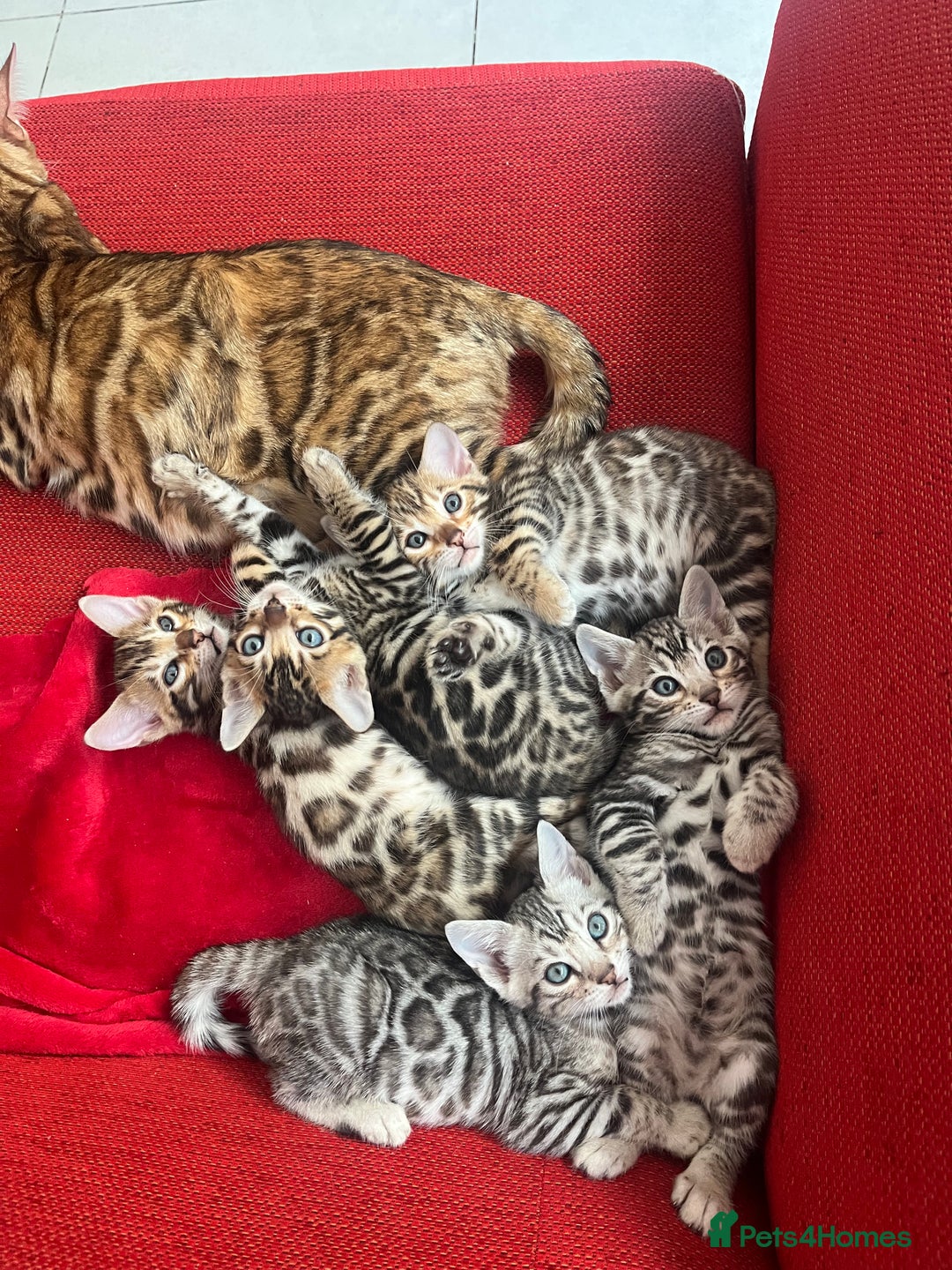 Bengal cats for sale: Beautiful TICA Registered Active Bengal female cat - Image 15