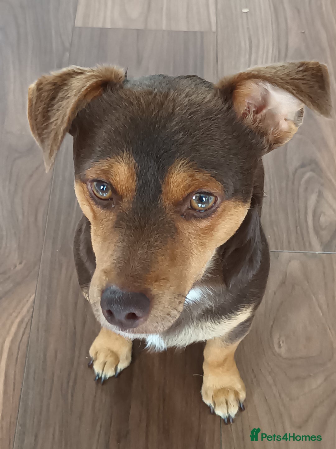 Jack Russell dogs for stud: Chocolate and Tan Jack Russel for Stud - Image 1