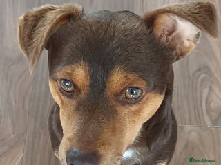 Jack Russell dogs - Advert 14