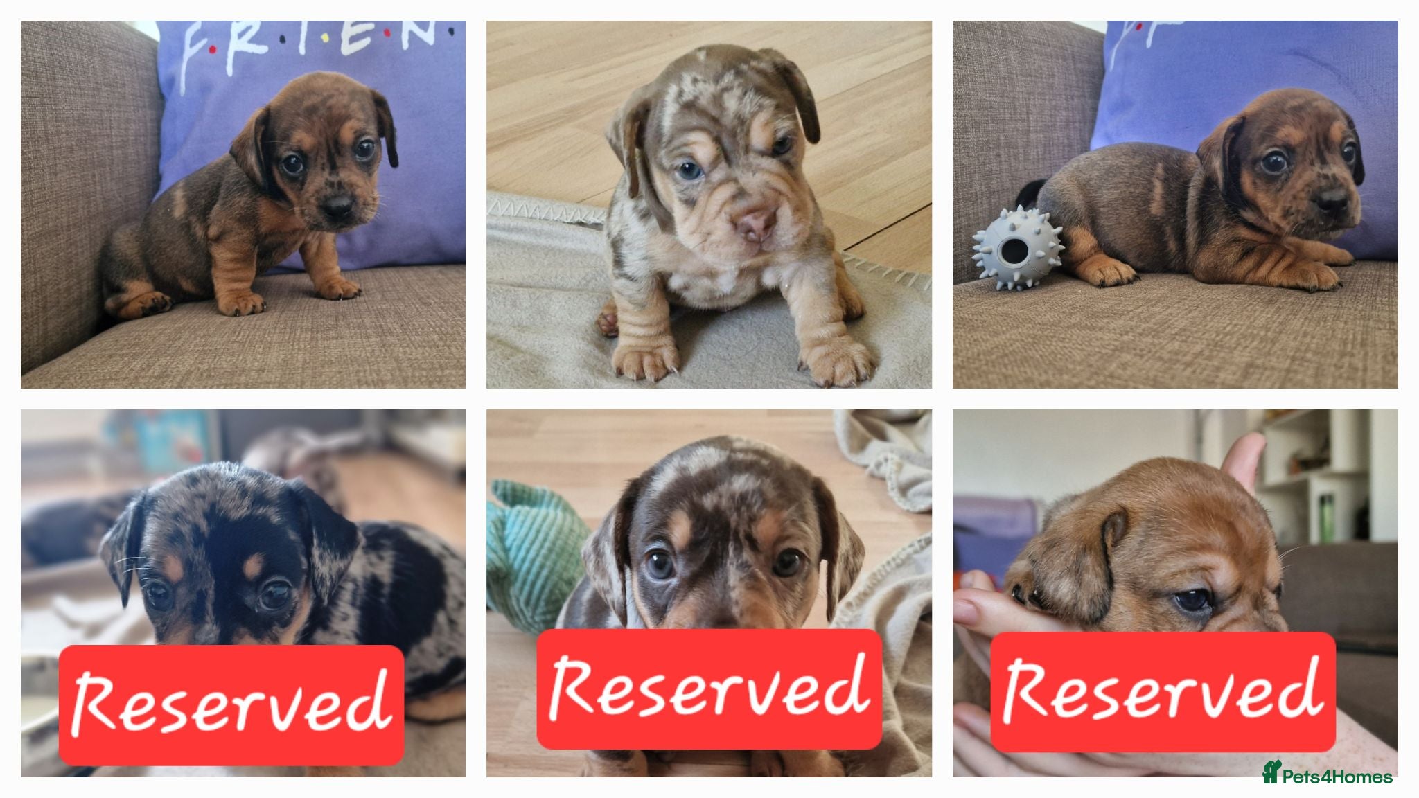 Mixed Breed dogs Only 3 left! French Bulldog x Mini Dachshund - Advert 4
