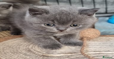 British Shorthair cats - Advert 11