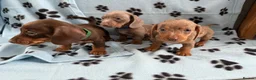 Miniature Dachshund dogs for sale: ADORABLE MINIATURE DACHSHUND PUPPIES FOR SALE  in Newport - Advert 9