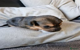 Chorkie dogs for sale: 3 quarter chihuahua 1 quarter yorkie - Image 4