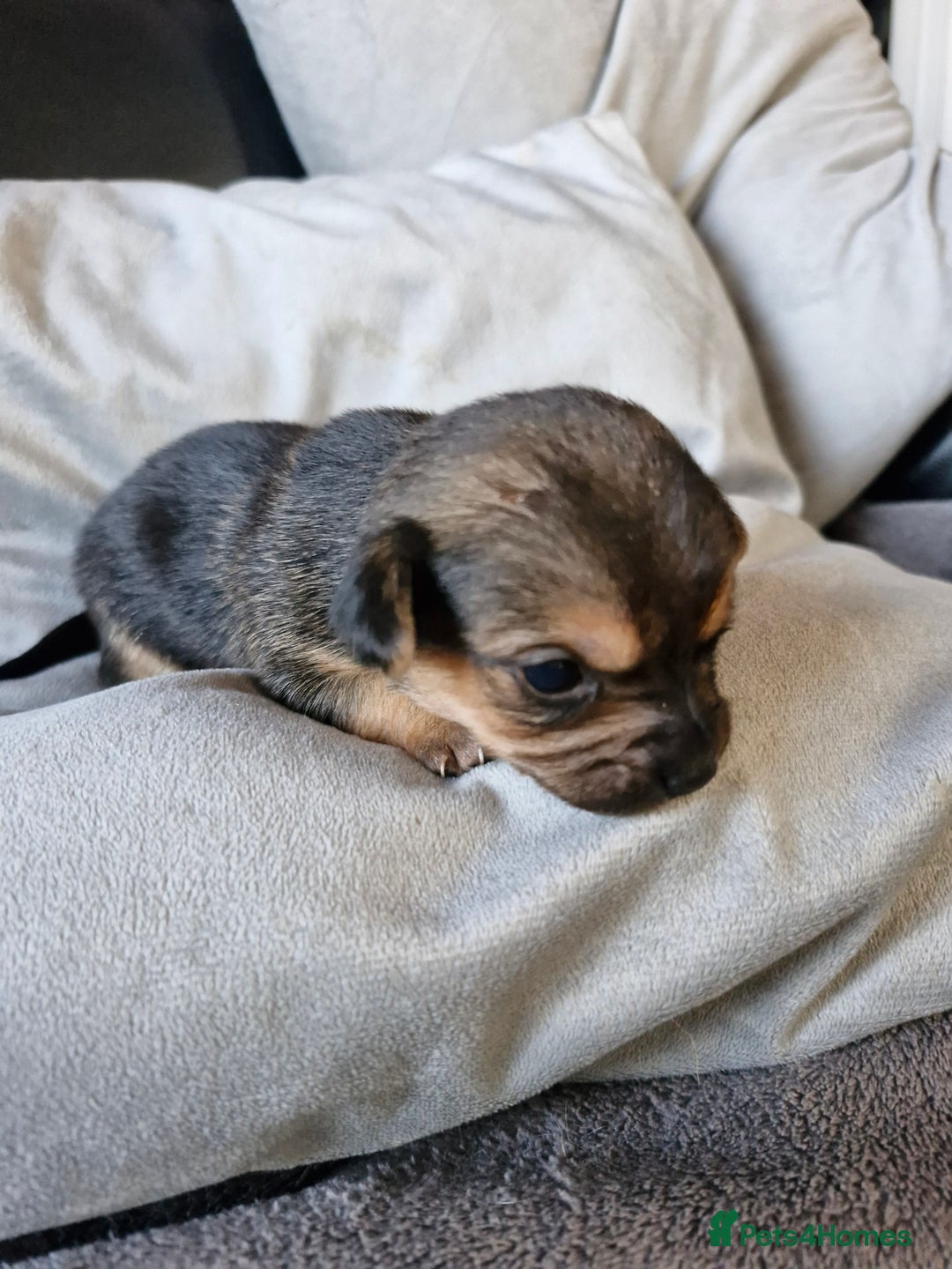 Chorkie dogs for sale: 3 quarter chihuahua 1 quarter yorkie - Image 4