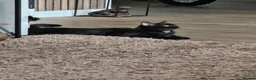 British Shorthair cats for sale: Beautiful British Shorthair Kittens  - Advert 6
