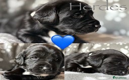 Mixed Breed dogs for sale: Sprockador puppies  - Image 10