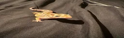 Leopard Gecko reptiles for sale: Leopard gecko in Letchworth Garden City - Advert 4