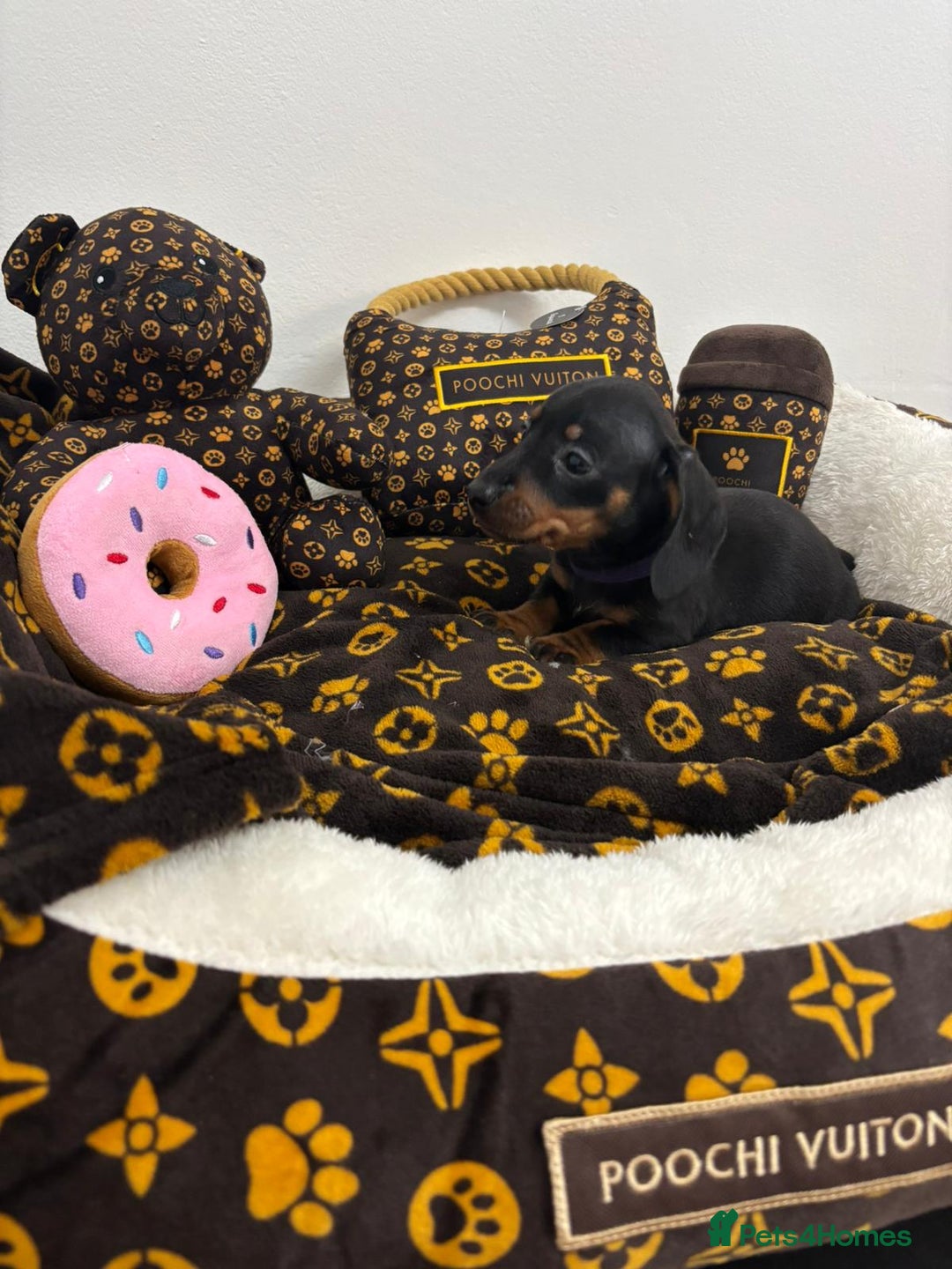 Miniature Dachshund dogs for sale: beautiful miniature dachshund puppies available  - Advert 23