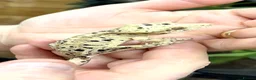 Gecko reptiles for sale: Ink blotch super dalmation crested geckos - Advert 9
