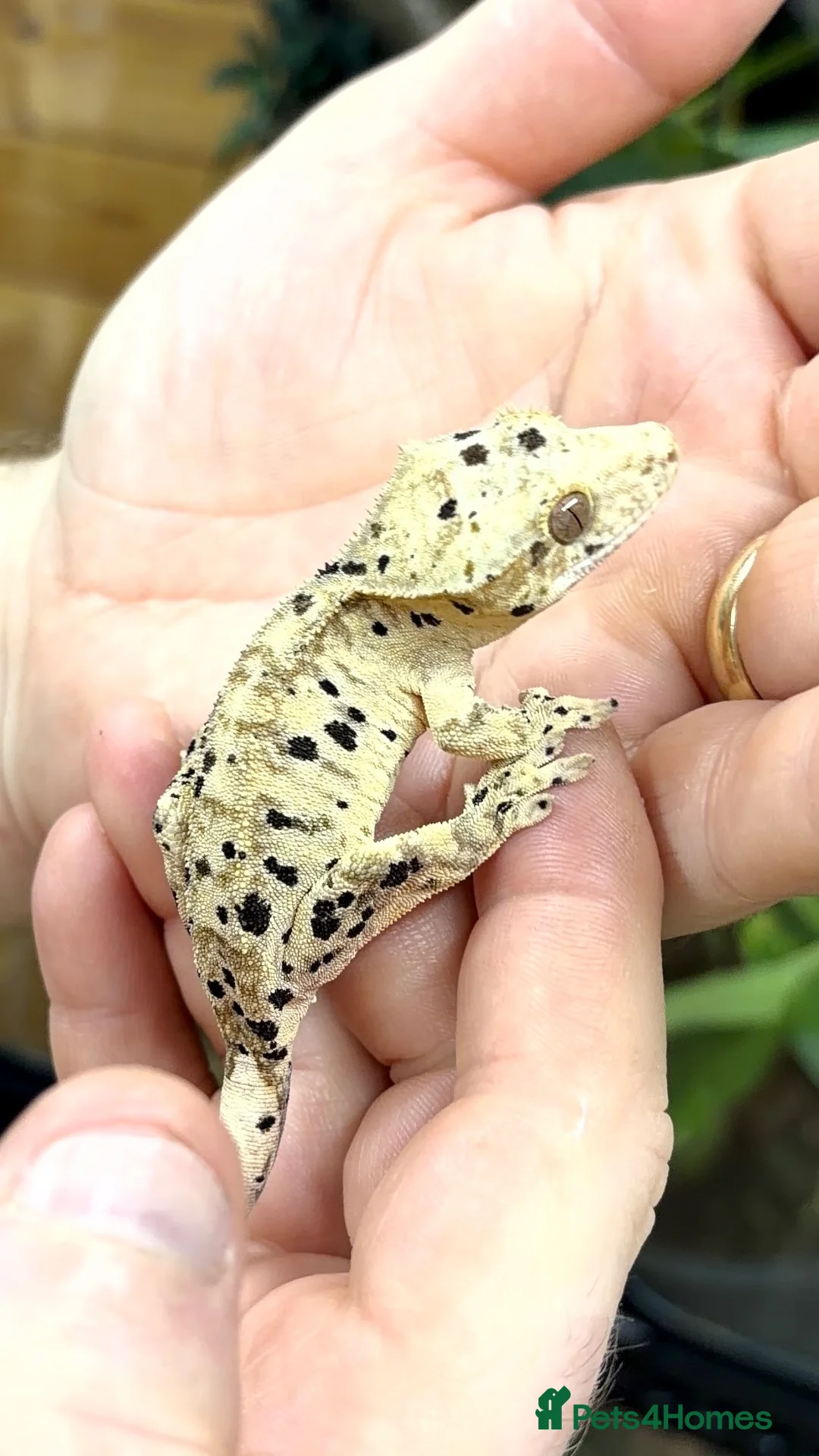 Gecko reptiles for sale: Ink blotch super dalmation crested geckos - Advert 9