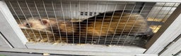 Ferret rodents for sale: Male ferret 2 year old  - Advert 1