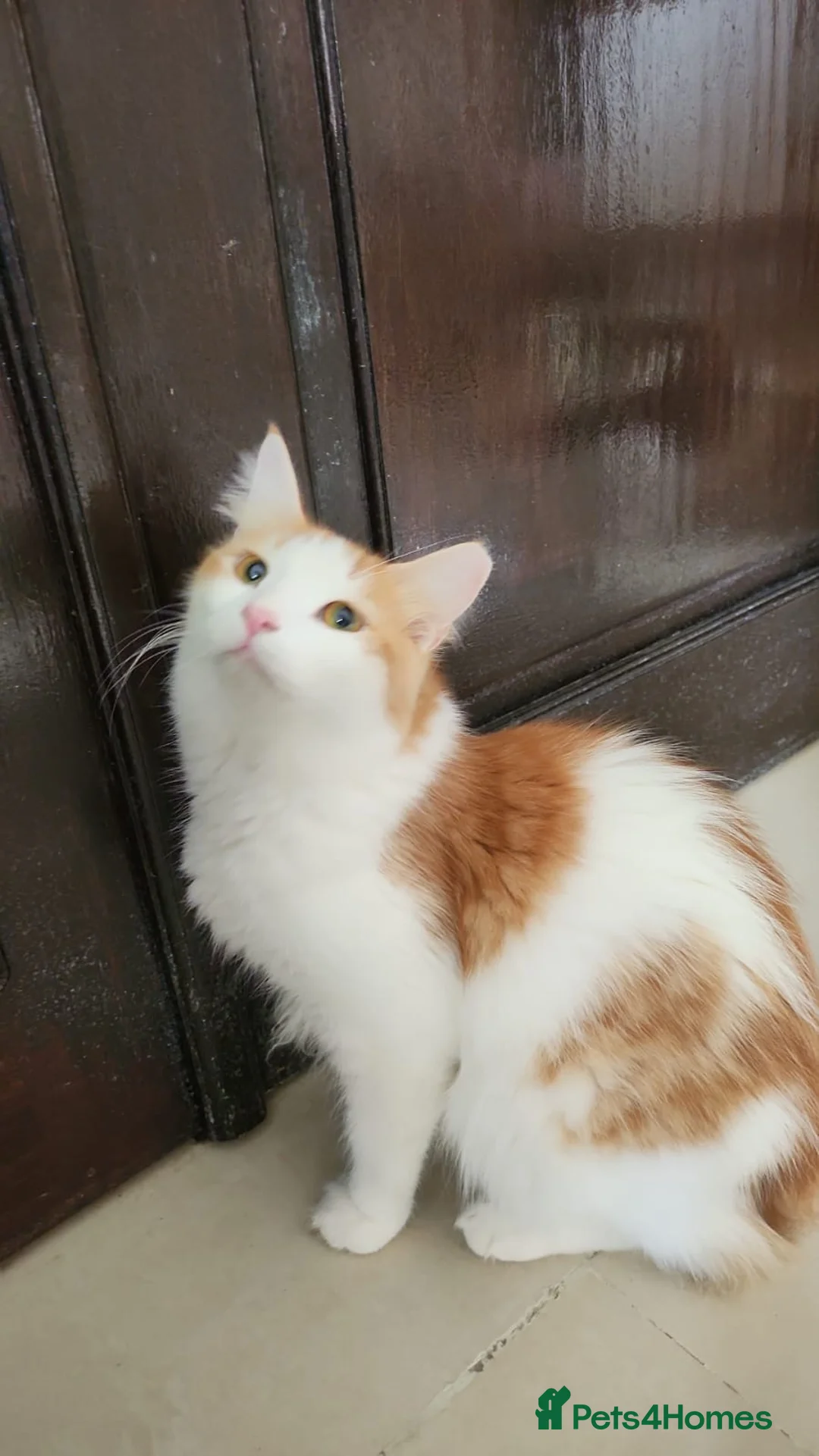 Mixed Breed cats for adoption: Lawrence  - Advert 1