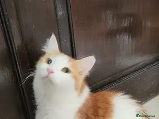 Mixed Breed cats Lawrence - Advert 3