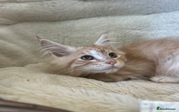 Maine Coon cats for sale: Stunning Mainecoon kittens  - Image 10