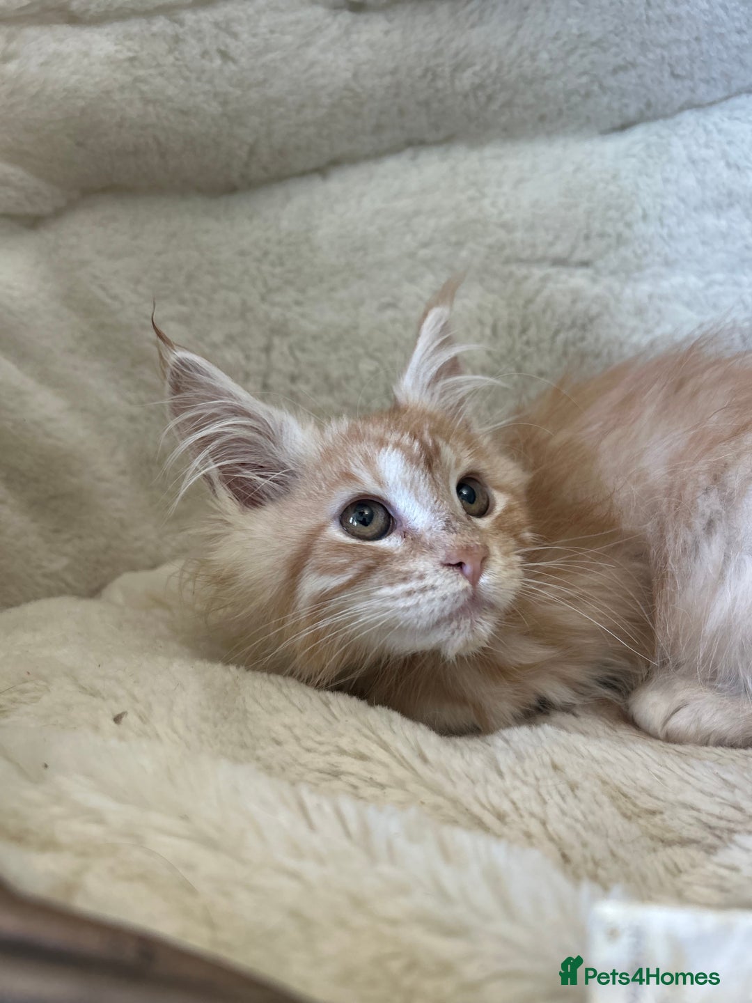 Maine Coon cats for sale: Stunning Mainecoon kittens  - Image 10