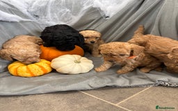 Cavapoochon dogs for sale: 🐾CAVAPOOCHON PUPPIES 🐾 - Image 9